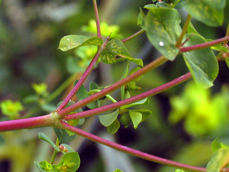 Euphorbia platyphyllos L. / Euforbia rognosa